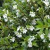Exoticflora Ornamental Plant Cuphea Hyssopifolia White - Ornamental Flowering Plants