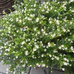 Exoticflora Ornamental Plant Cuphea Hyssopifolia White - Ornamental Flowering Plants