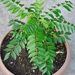 Exoticflora Curry Leaf Plant- KITCHEN Plants & Tree