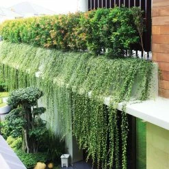 Exoticflora Curtain Creeper - Creepers & Climbers