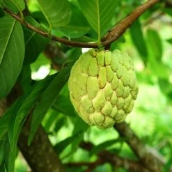Exoticflora Custard Apple Gold(Grafted) - Fruit Plants & Tree