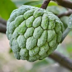Exoticflora Grafted Fruit Plants Custard Apple Balanagar (Grafted) - Fruit Plants & Tree