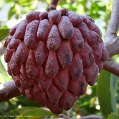 Exoticflora Grafted Fruit Plants Custard Apple Red(Grafted) - Fruit Plants & Tree
