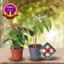 Exotic Flora Diwali Plant Gifts - Anthurium Red & White Champa With Clay Diyas