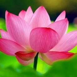 Exoticflora Pink Lotus - Aquatic Plants