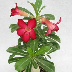 Exoticflora Year Round Flowering Plants Adenium Red - Flowering Plants