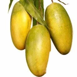 Exoticflora Grafted Fruit Plants Mango Dasheri(Grafted) - Fruit Plants & Tree