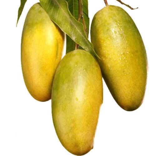 Exoticflora Grafted Fruit Plants Mango Dasheri(Grafted) - Fruit Plants & Tree 2 Exoticflora Grafted Fruit Plants Mango Dasheri(Grafted) - Fruit Plants & Tree