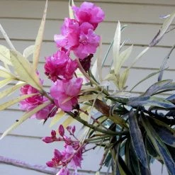 Exoticflora Nerium Variegate - Flowering Shrubs Year Round Flowering Plants