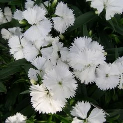 Exoticflora All Flowering Plants Dianthus White - SEASONALS