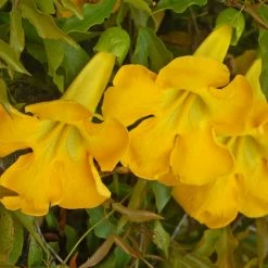 Exotic Flora Dolichandra Unguis-cati - Creepers & Climbers Creepers & Climbers Flowering