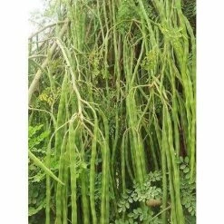 Exoticflora Drum Stick PKM - Fruit Plants & Tree