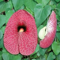 Exoticflora Aristolochia/Dutchman's Creeper - Exotic Creeper