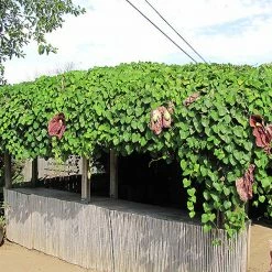 Exoticflora Aristolochia/Dutchman's Creeper - Exotic Creeper