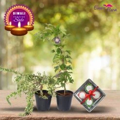 Exotic Flora Diwali Gifting Combo's Diwali Plant Gifts - Jade Green & Passion Flower Purple With Clay Diyas
