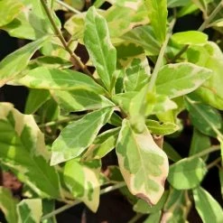 Exotic Flora Variegated Curtain Creeper - Creepers & Climbers Ornamental Plant