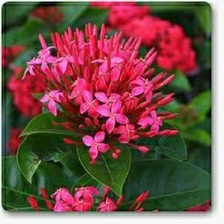 Exotic Flora Ixora Desi Pink - Flowering Shrub Year Round Flowering Plants