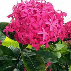 Exotic Flora Ixora Desi Pink - Flowering Shrub Year Round Flowering Plants