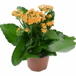 Exotic Flora Indoor Flowering Plants Kalanchoe Blossfeldiana Orange - Table Top Flowering Plants