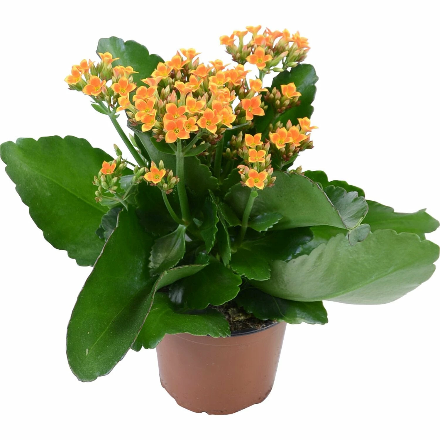 Exotic Flora Indoor Flowering Plants Kalanchoe Blossfeldiana Orange - Table Top Flowering Plants 2 Exotic Flora Indoor Flowering Plants Kalanchoe Blossfeldiana Orange - Table Top Flowering Plants