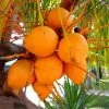 Exotic Flora Coconut Ceylon Orange - Fruit Plants