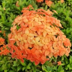 Exotic Flora Year Round Flowering Plants Ixora Mini Dwarf Orange - Flowering Plant
