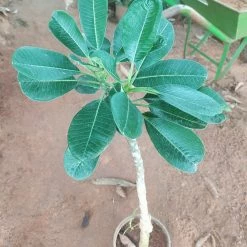 Exoticflora Perfuming Flowering Plants Plumeria Singapore Pink Dwarf - Flowering Plants