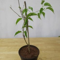 Exoticflora Flaming Trumpet - Creepers & Climbers Creepers & Climbers Flowering