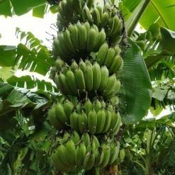 Exoticflora Banana Amruthapani - Fruit Plants & Tree
