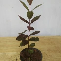 Exoticflora Guava Black - Fruit Plants & Tree Fruit Plants To Grow In Pots