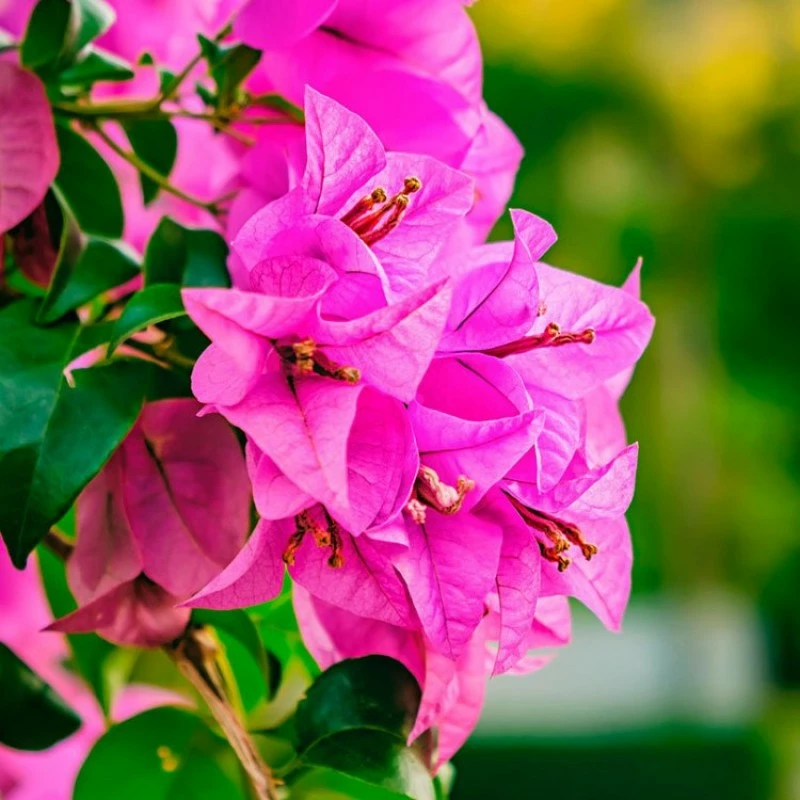 Exoticflora Bougainvillea Torch Glow- Flowering Shrubs Creepers & Climbers Flowering 1 Exoticflora Bougainvillea Torch Glow- Flowering Shrubs Creepers & Climbers Flowering