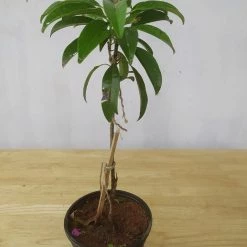 Exoticflora Chikoo-Pala(Grafted)- Fruit Plants & Tree Grafted Fruit Plants