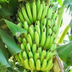 Exoticflora Curry Banana (Musa Sapientum) - Indian Fruit Plants All Fruit Plants
