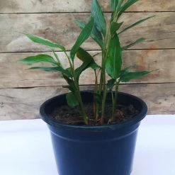 Exoticflora Kitchen Plants & Spice Plants Elaichi/True Cardamom - Spice & Kitchen Plants