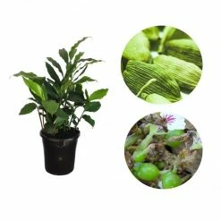 Exoticflora Kitchen Plants & Spice Plants Elaichi/True Cardamom - Spice & Kitchen Plants