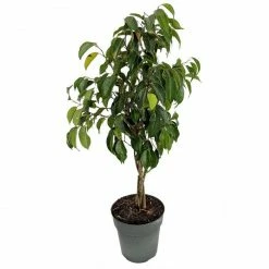 Exoticflora Ficus Benjamina Blackie - Indoor/Outdoor Plants Indoor Plants