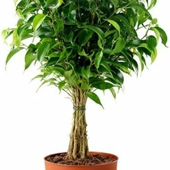 Exoticflora Ficus Benjamina Blackie - Indoor/Outdoor Plants Indoor Plants