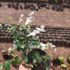 Exoticflora Pink Wall Creeper Variegated/Ficus Pumila - Creepers & Climbers