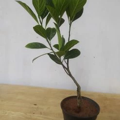 Exoticflora Jack Fruit Red/Red Panasa (Grafted)- Fruit Plants