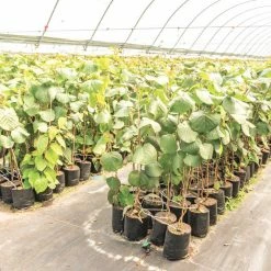 Exoticflora Kiwi Fruit (Grafted) - Hayward Variety Grafted Fruit Plants