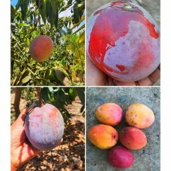 Exotic Flora Mango Palmer(Grafted) - Exotic Fruit Plants Grafted Fruit Plants