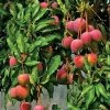 Exotic Flora Mango Palmer(Grafted) - Exotic Fruit Plants Grafted Fruit Plants