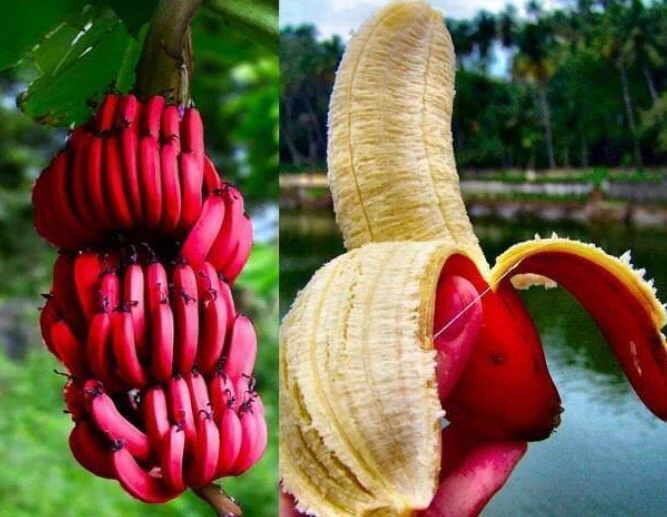 Exoticflora Exotic Fruit Plants Red Banana/Red Chakrakeli - Fruit Plants & Tree 3 Exoticflora Exotic Fruit Plants Red Banana/Red Chakrakeli - Fruit Plants & Tree