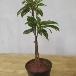 Exoticflora Chikoo Variegata(Grafted) - Fruit Plants & Tree Grafted Fruit Plants 5 Exoticflora Chikoo Variegata(Grafted) - Fruit Plants & Tree Grafted Fruit Plants