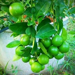 Exoticflora Lemon Seedless - Fruit Plants & Tree