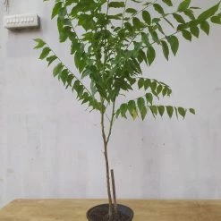 Exotic Flora Fruit Plants To Grow In Pots Star Gooseberry/Phyllanthus Acidus- Fruit Plants & Tree