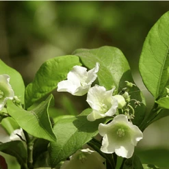 Exoticflora Vallaris Solanacea - Creepers & Climber Creepers & Climbers Flowering