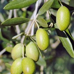 Exotic Flora Olive Fruit Plant - Exotic Fruit Plant