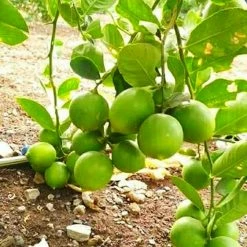 Exoticflora Lemon Seedless - Fruit Plants & Tree