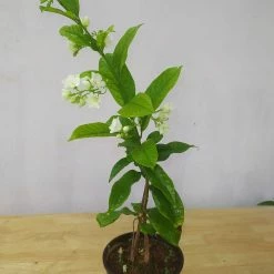 Exoticflora Vallaris Solanacea - Creepers & Climber Creepers & Climbers Flowering